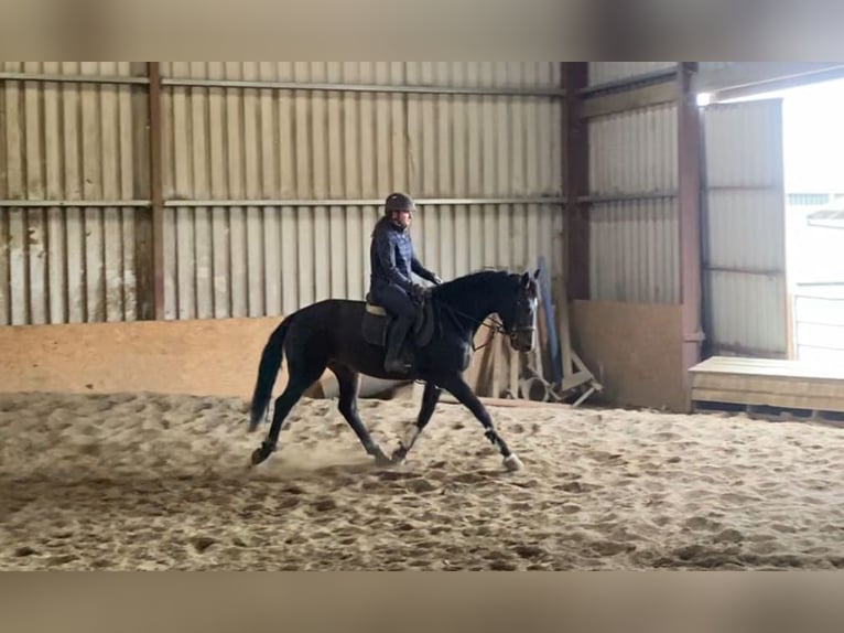 Irish Sport Horse Gelding 4 years 16,1 hh Brown in Sligo