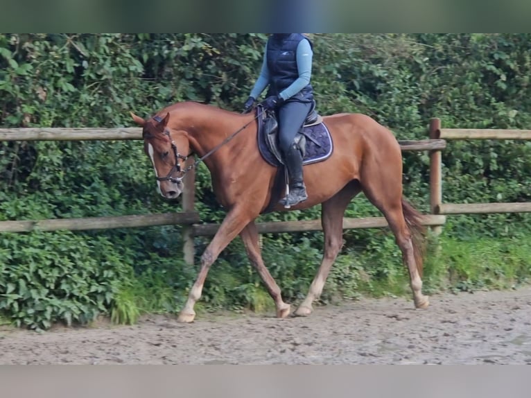 Irish Sport Horse Gelding 4 years 16,1 hh Chestnut in Nettetal