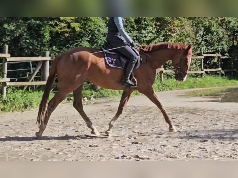 Irish Sport Horse Gelding 4 years 16,1 hh Chestnut in Nettetal