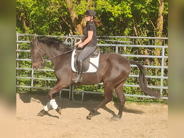 Irish Sport Horse Gelding 4 years 16.1 hh Smoky-Black in Blomberg