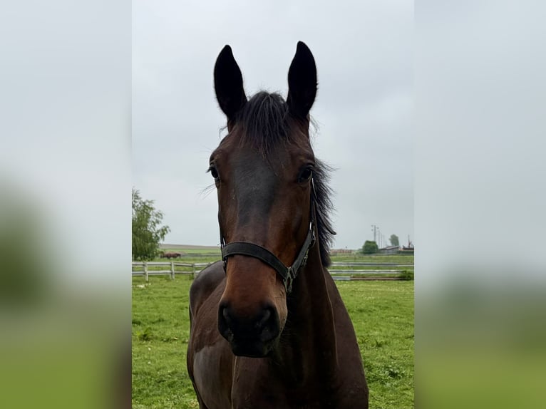 Irish Sport Horse Gelding 4 years 16.2 hh Black in Elze Esbeck