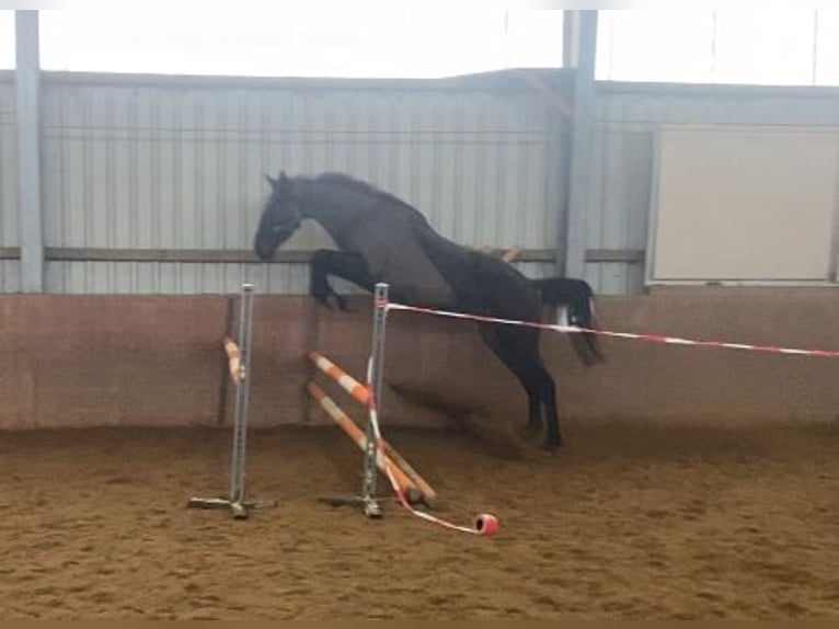 Irish Sport Horse Gelding 4 years 16,2 hh Black in Elze