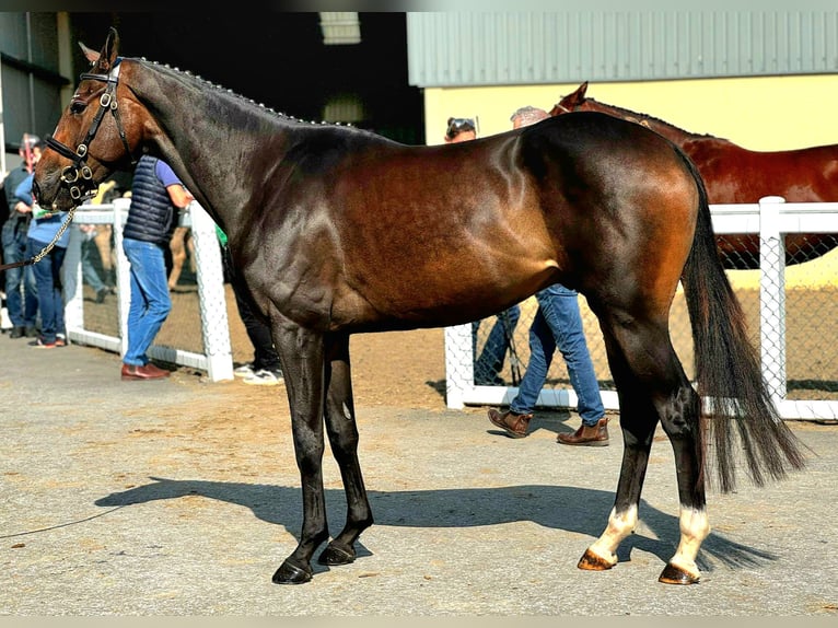Irish Sport Horse Gelding 4 years 16,3 hh Bay-Dark in Longford