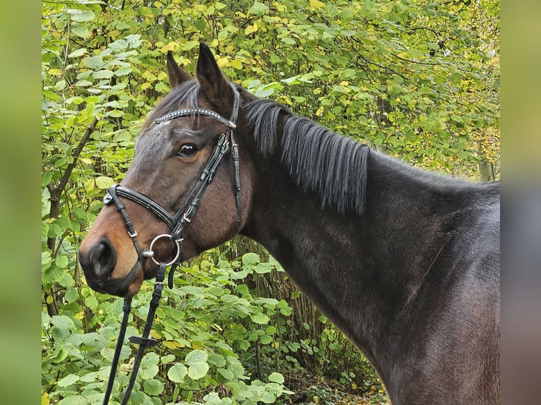 Irish Sport Horse Gelding 4 years 16,3 hh Smoky-Black in Nettetal