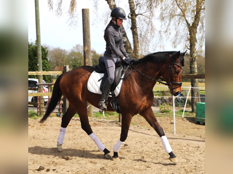 Irish Sport Horse Mix Gelding 4 years 16 hh Brown in Uelsen