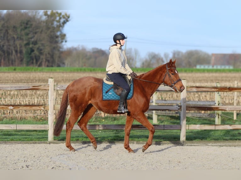 Irish Sport Horse Gelding 4 years 16 hh Chestnut in Bogaarden