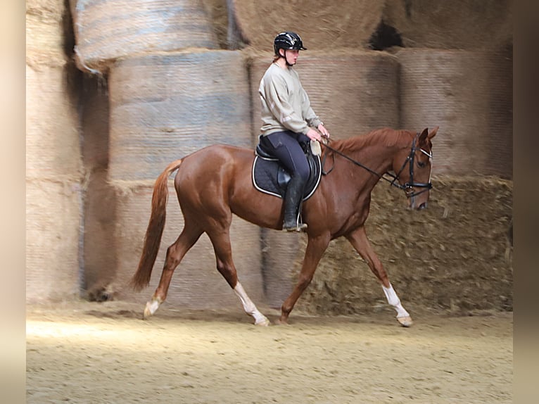 Irish Sport Horse Mix Gelding 4 years 16 hh Chestnut-Red in Wielen