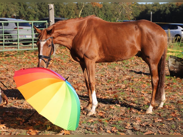Irish Sport Horse Mix Gelding 4 years 16 hh Chestnut-Red in Wielen