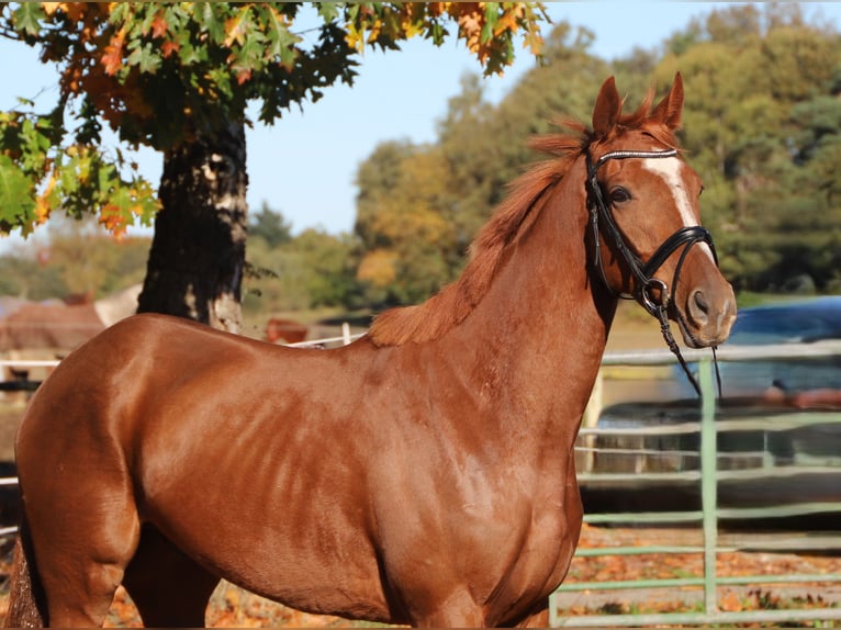 Irish Sport Horse Mix Gelding 4 years 16 hh Chestnut-Red in Wielen