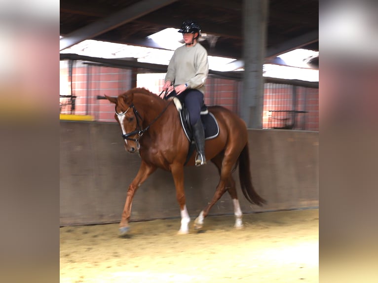 Irish Sport Horse Mix Gelding 4 years 16 hh Chestnut-Red in Wielen
