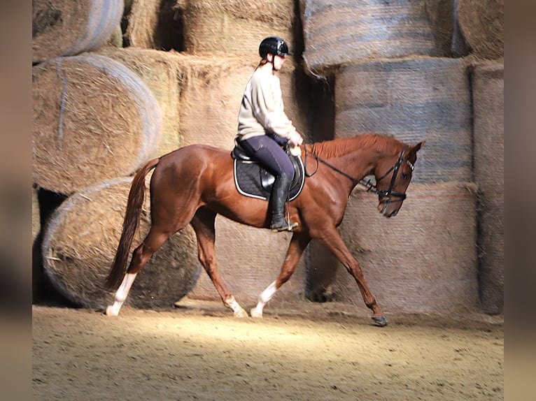 Irish Sport Horse Mix Gelding 4 years 16 hh Chestnut-Red in Wielen