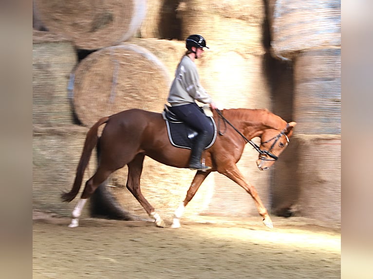 Irish Sport Horse Mix Gelding 4 years 16 hh Chestnut-Red in Wielen