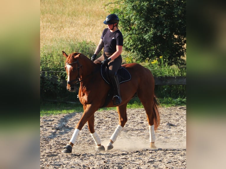 Irish Sport Horse Mix Gelding 4 years 16 hh  in Uelsen