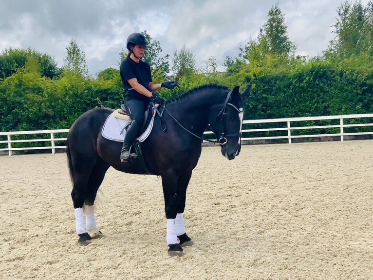 Irish Sport Horse Gelding 4 years 16,1 hh Black in Mountrath