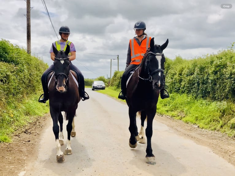 Irish Sport Horse Gelding 4 years 16,1 hh Black in Mountrath