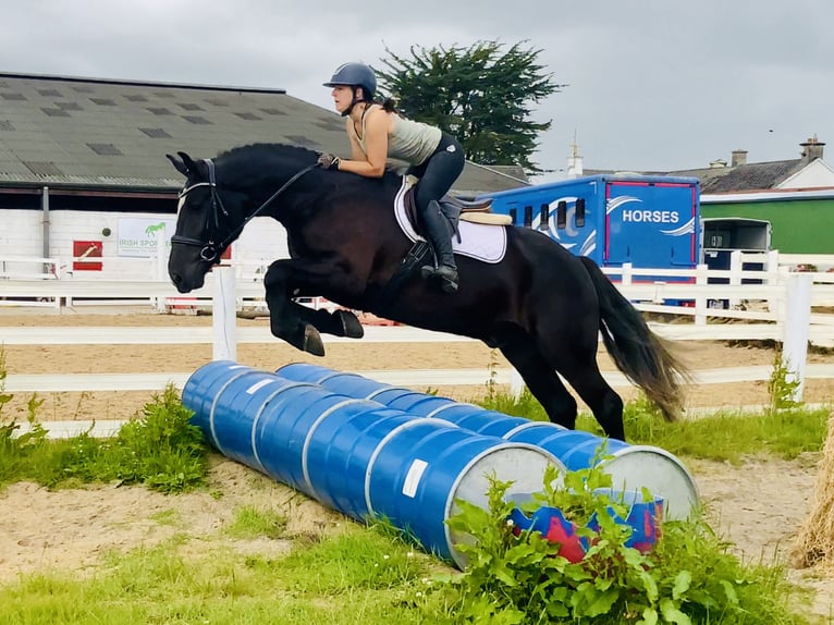Irish Sport Horse Gelding 4 years 16,1 hh Black in Mountrath