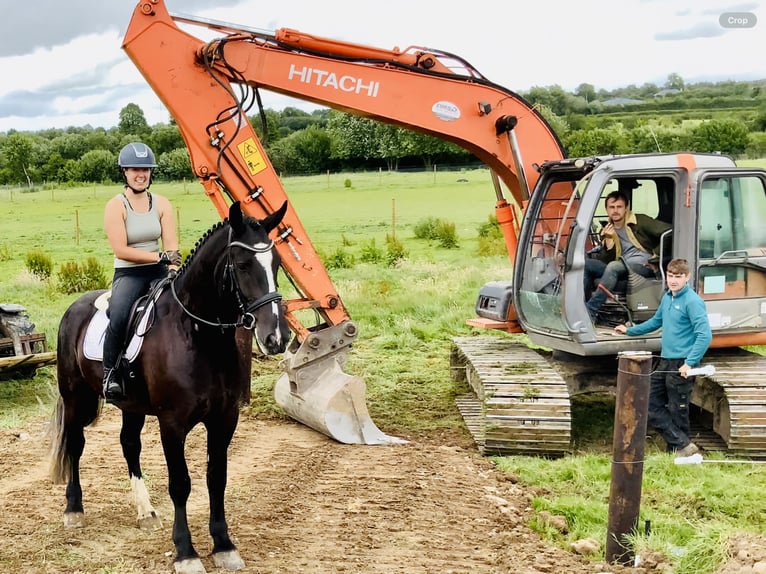 Irish Sport Horse Gelding 4 years 16,1 hh Black in Mountrath