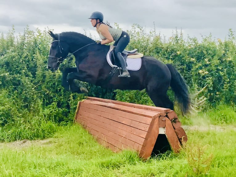 Irish Sport Horse Gelding 4 years 16,1 hh Black in Mountrath