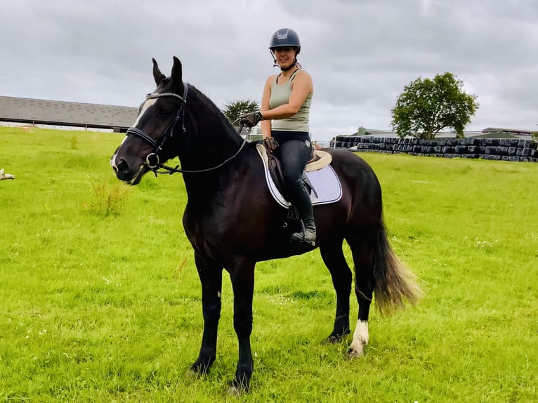 Irish Sport Horse Gelding 4 years 16,1 hh Black in Mountrath