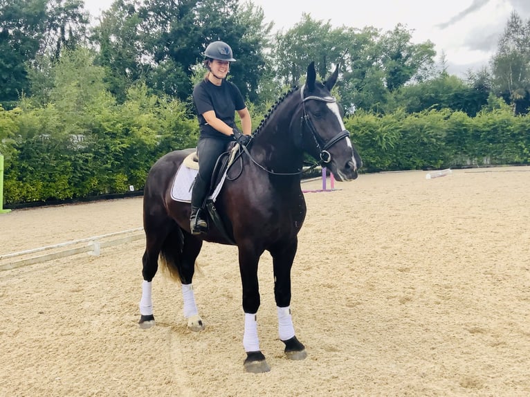 Irish Sport Horse Gelding 4 years 16,1 hh Black in Mountrath