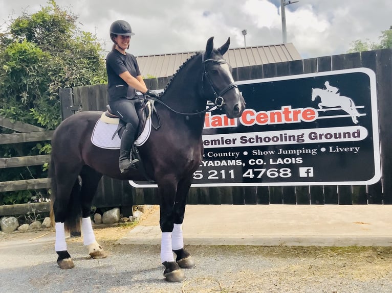 Irish Sport Horse Gelding 4 years 16,1 hh Black in Mountrath