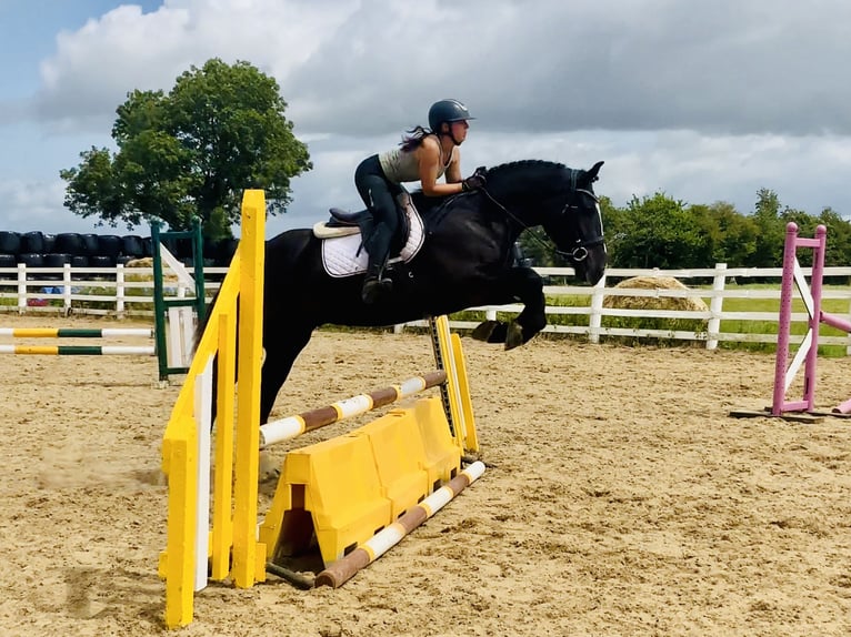 Irish Sport Horse Gelding 4 years 16,1 hh Black in Mountrath