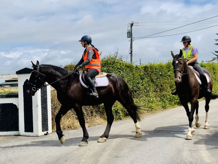 Irish Sport Horse Gelding 4 years 16,1 hh Black in Mountrath