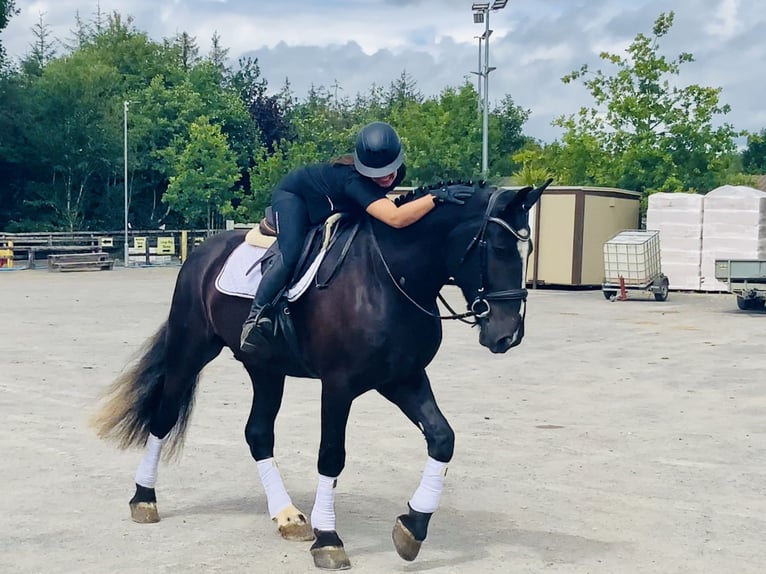Irish Sport Horse Gelding 4 years 16,1 hh Black in Mountrath