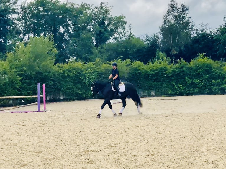 Irish Sport Horse Gelding 4 years 16,1 hh Black in Mountrath