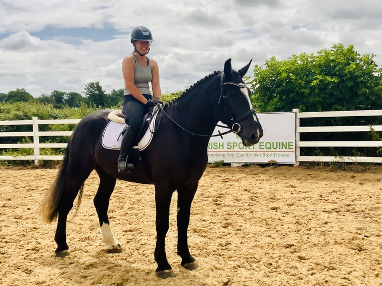 Irish Sport Horse Gelding 4 years 16,1 hh Black in Mountrath