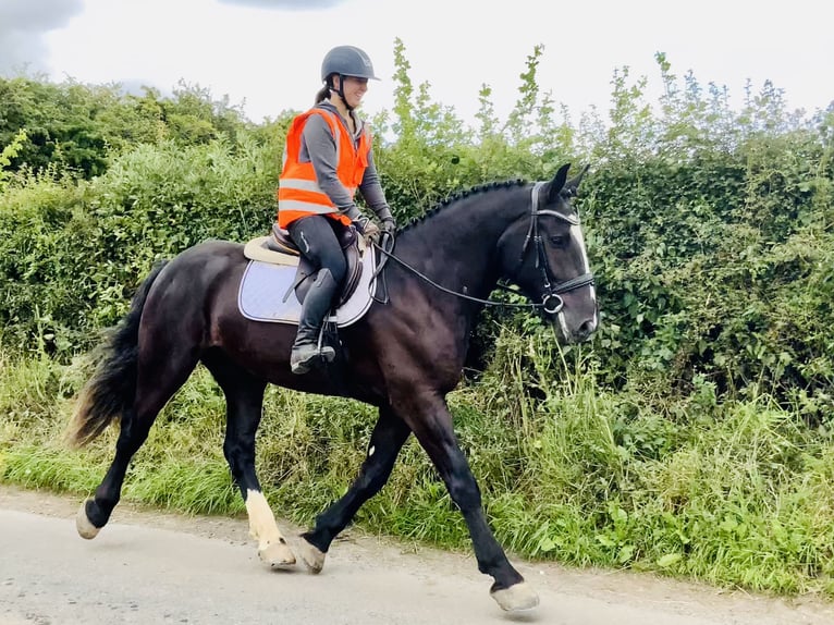 Irish Sport Horse Gelding 4 years 16,1 hh Black in Mountrath