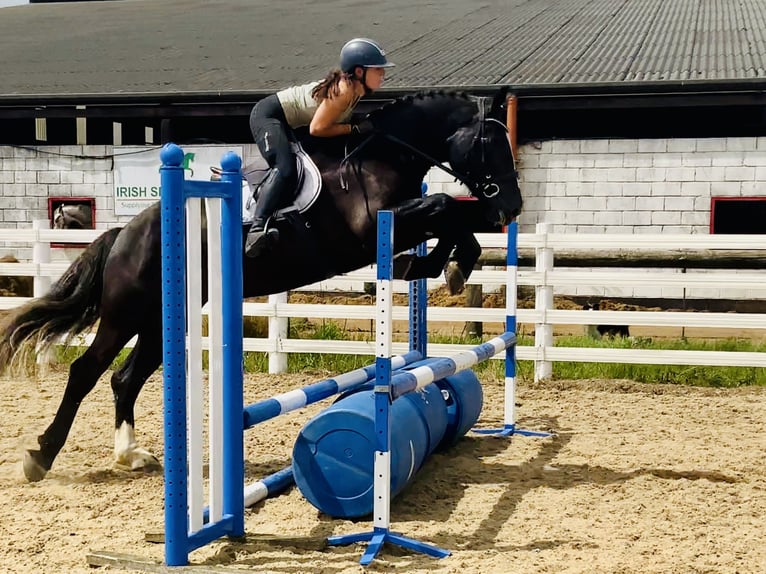Irish Sport Horse Gelding 4 years 16,1 hh Black in Mountrath
