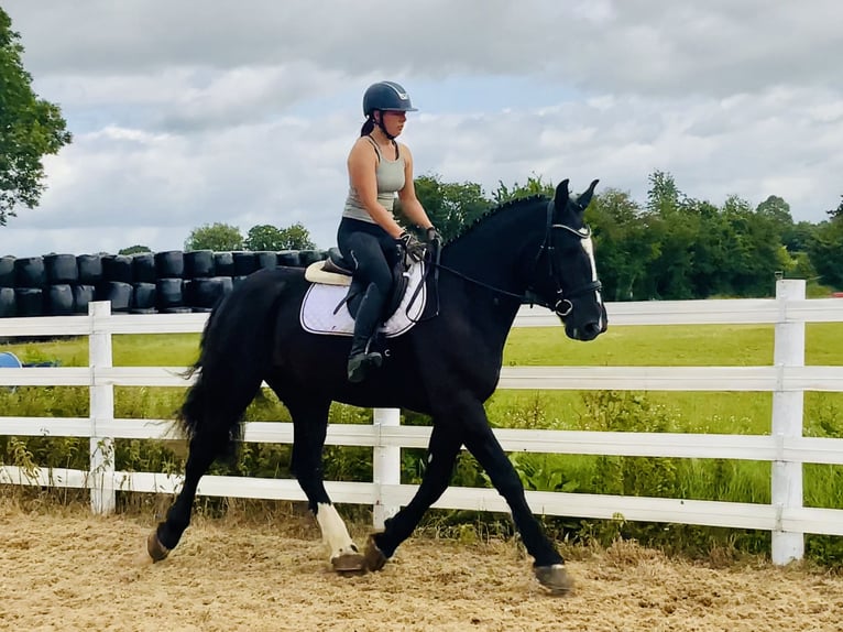 Irish Sport Horse Gelding 4 years 16,1 hh Black in Mountrath