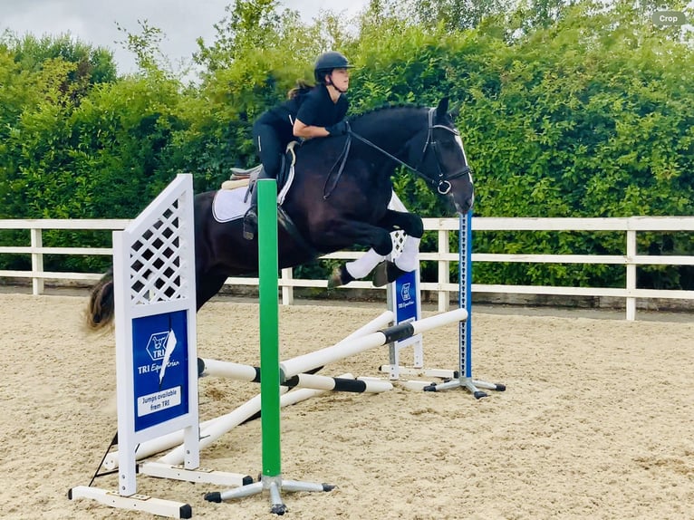 Irish Sport Horse Gelding 4 years 16,1 hh Black in Mountrath
