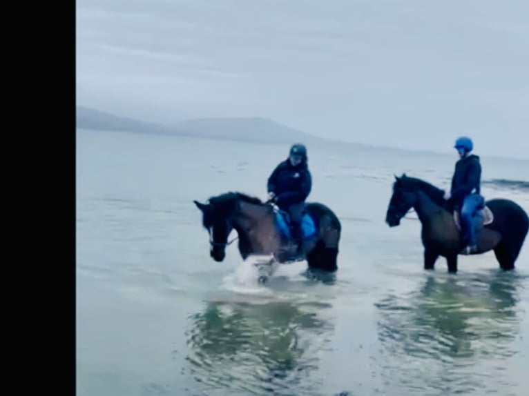 Irish Sport Horse Gelding 4 years 16,1 hh Black in Mountrath