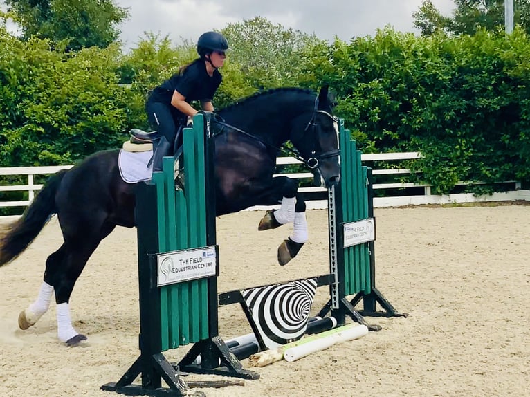 Irish Sport Horse Gelding 4 years 16,1 hh Black in Mountrath