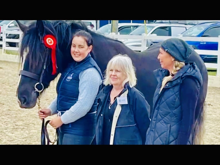 Irish Sport Horse Gelding 4 years 16,1 hh Black in Mountrath