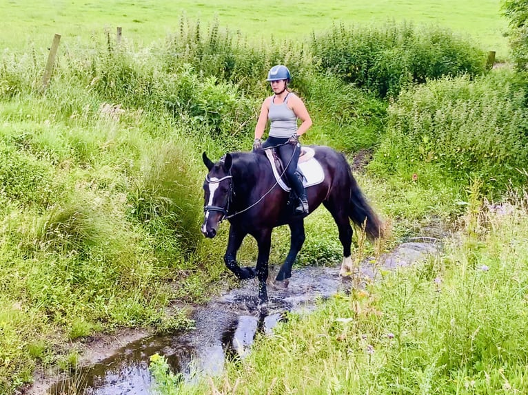Irish Sport Horse Gelding 4 years 16,1 hh Black in Mountrath