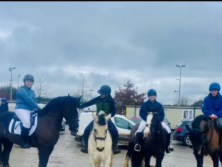 Irish Sport Horse Gelding 4 years 16,1 hh Black in Mountrath