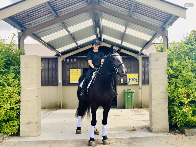 Irish Sport Horse Gelding 4 years 16,1 hh Black in Mountrath