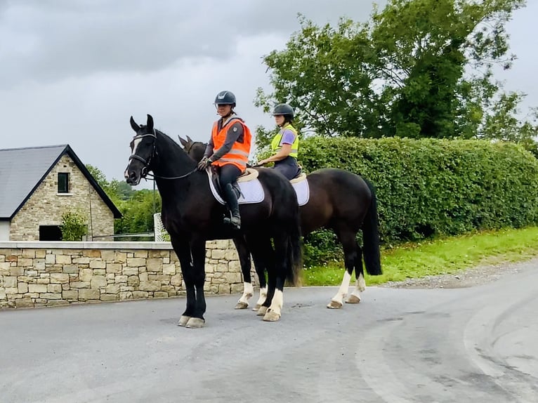 Irish Sport Horse Gelding 4 years 16,1 hh Black in Mountrath