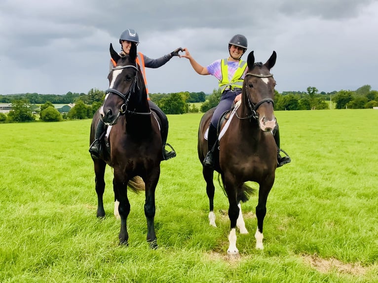 Irish Sport Horse Gelding 4 years 16,1 hh Black in Mountrath