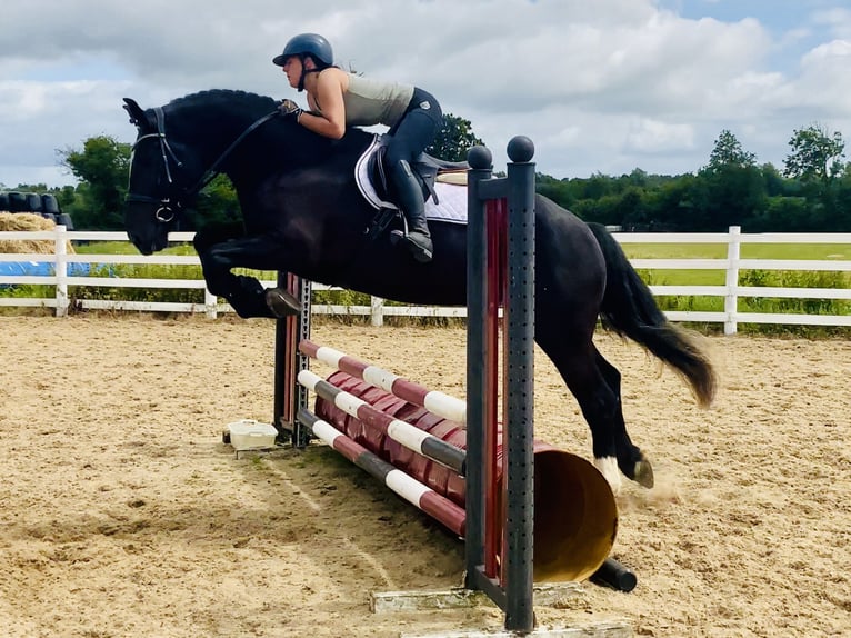 Irish Sport Horse Gelding 4 years 16,1 hh Black in Mountrath