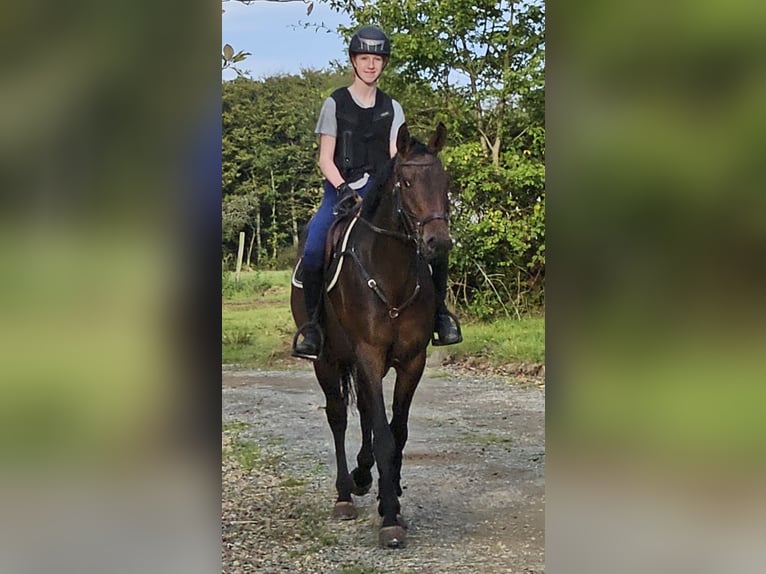 Irish Sport Horse Gelding 4 years 16,1 hh Brown in wexford