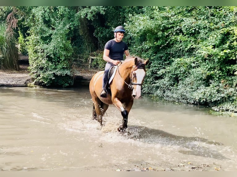 Irish Sport Horse Gelding 4 years 16,1 hh Brown in Mountrath