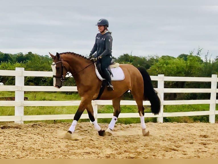 Irish Sport Horse Gelding 4 years 16,1 hh Brown in Mountrath