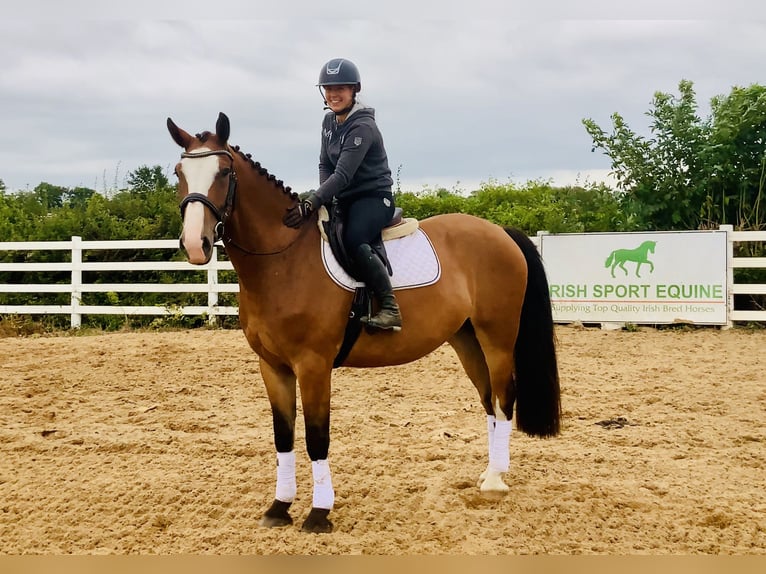 Irish Sport Horse Gelding 4 years 16,1 hh Brown in Mountrath