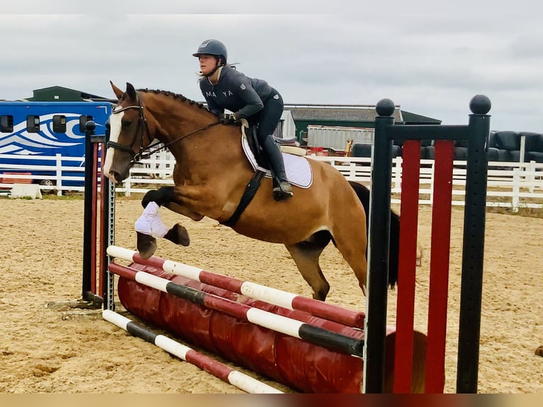 Irish Sport Horse Gelding 4 years 16,1 hh Brown in Mountrath