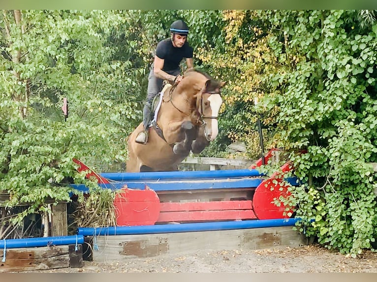 Irish Sport Horse Gelding 4 years 16,1 hh Brown in Mountrath