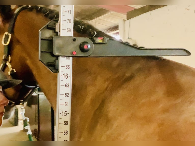 Irish Sport Horse Gelding 4 years 16,1 hh Brown in Mountrath